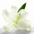 朦胧星海的个人资料头像