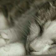 殇纹猫的个人资料头像