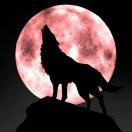 黑狼公爵的个人资料头像