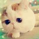 萌少爷的个人资料头像