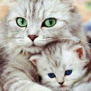 zsnmwy的个人资料头像