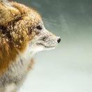 papaya同志的个人资料头像