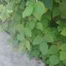 后列的个人资料头像