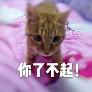 Maki是只喵呀的个人资料头像