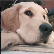 zhongyaoZhao1990的个人资料头像