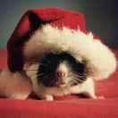 粉耗子的个人资料头像