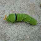 追风ZZZ小爬虫的个人资料头像