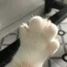 Azizi的个人资料头像