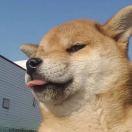 收就是我的个人资料头像