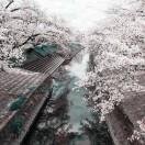 邀月对影就是我的个人资料头像