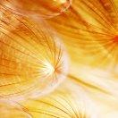 mimicode的个人资料头像