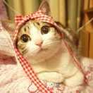 阿勉的个人资料头像