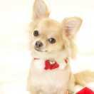 flute在掘金的个人资料头像