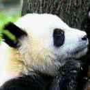 佳佳布鲁的个人资料头像