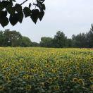 helaku的个人资料头像