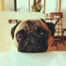 君振的个人资料头像