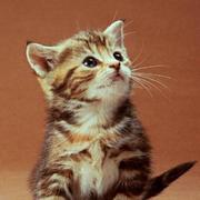 Luckyre的个人资料头像