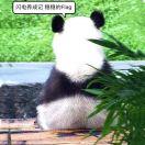 一只心满意足的猫的个人资料头像