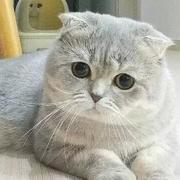 normandev的个人资料头像