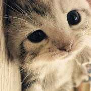 duzidengdaizz的个人资料头像