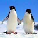 大海花开的个人资料头像