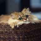 郭鹏飞本尊的个人资料头像