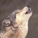 固图的个人资料头像