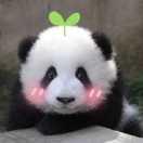 果树和溪流的个人资料头像