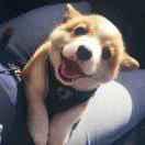 三秋的个人资料头像