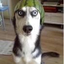 AmazingYu的个人资料头像