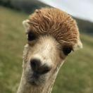 小咖的个人资料头像