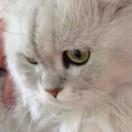 溺水的蚊子的个人资料头像