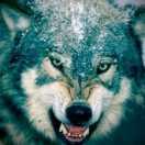 无畏冲锋的个人资料头像