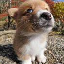 两条鱼不想说话的个人资料头像