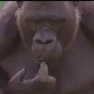 Lokiy46863的个人资料头像