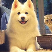ivar说的个人资料头像