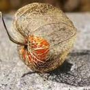 Incense的个人资料头像