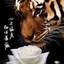 代码如风本尊的个人资料头像