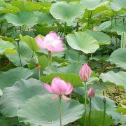 doudouxf的个人资料头像