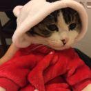 九如的个人资料头像