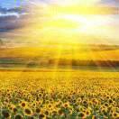 Blessing君的个人资料头像