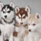 AshQian的个人资料头像