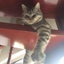 Atlas同志的个人资料头像