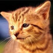 laobubu的个人资料头像