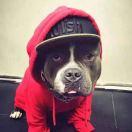 袁炜杰的个人资料头像