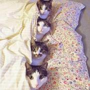 iesuchengdezuipiezi的个人资料头像