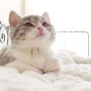 喜欢猫的胖子的个人资料头像