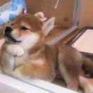 猴子先生在掘金的个人资料头像