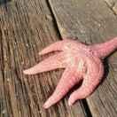 楊森豪的个人资料头像