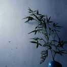 安暖的个人资料头像